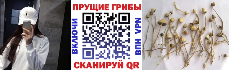 Галлюциногенные грибы Magic Shrooms  где купить   Серафимович 